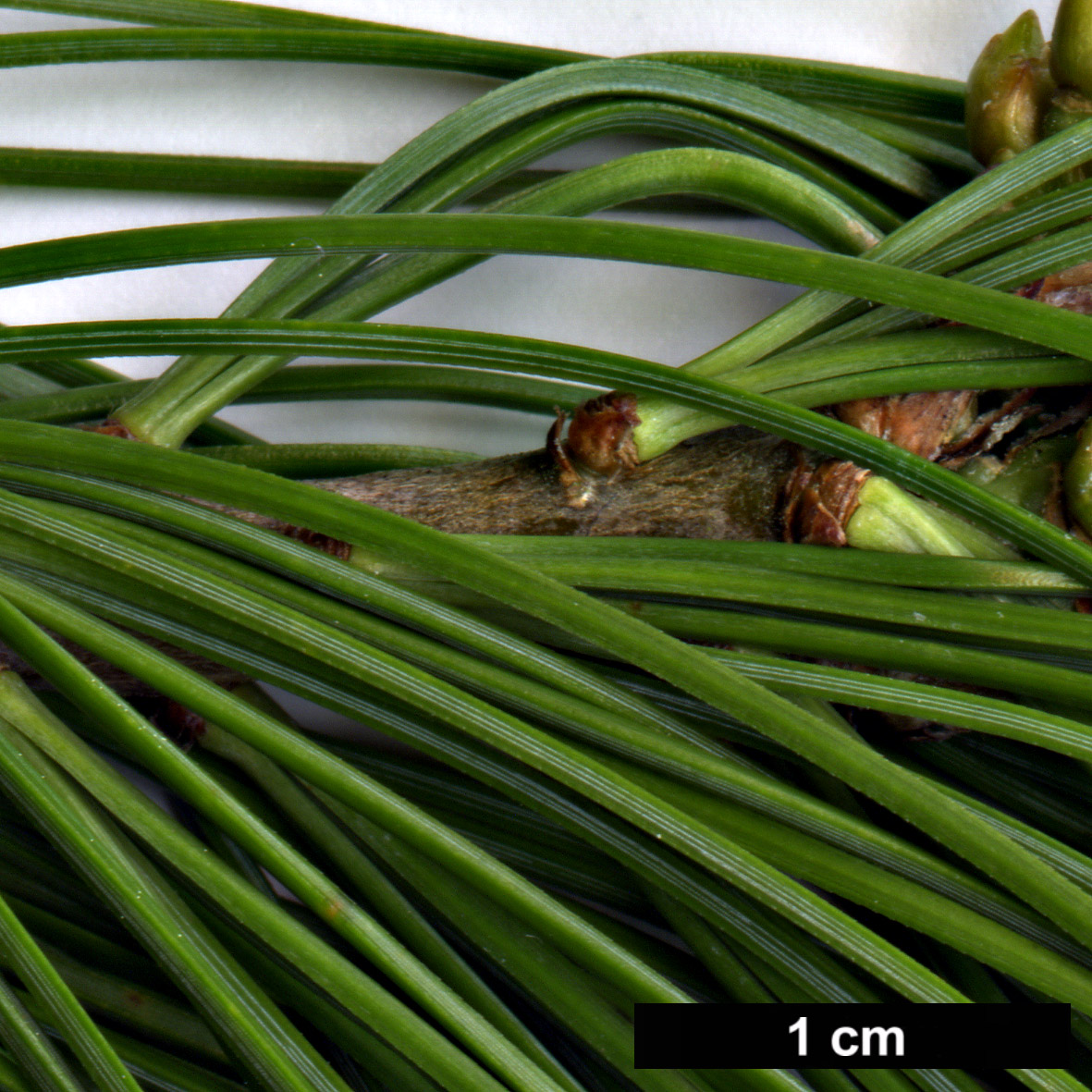 High resolution image: Family: Pinaceae - Genus: Pinus - Taxon: armandii